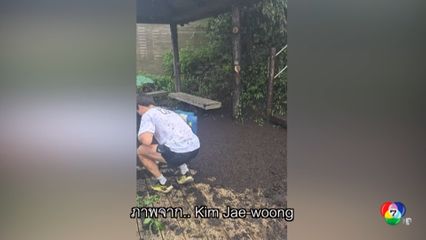 ร้อนจัด แมลง เลิฟบัก แพร่พันธุ์ เต็มภูเขาเกาหลีใต้