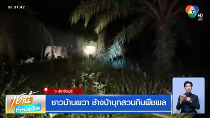 ชาวบ้านผวา ช้างป่าบุกสวนกินพืชผล จ.ปราจีนบุรี