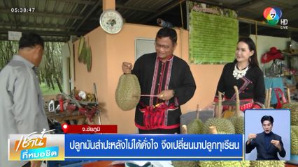 ปลูกมันสำปะหลังไม่ได้ดั่งใจ จึงเปลี่ยนมาปลูกทุเรียน