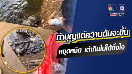 คนหัวจะปวด ทำบุญแต่ได้ความหงุดหงิด ความดันจะขึ้นแทน ให้อาหารเต่า แต่ไม่ได้ดั่งใจ