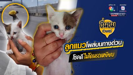 ลูกแมวโผล่บนทางด่วน โชคดีไม่โดนรถเหยียบ