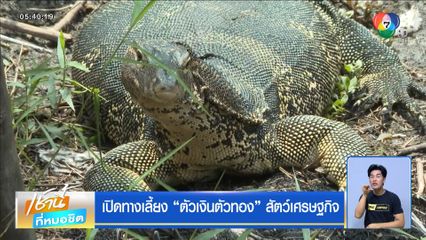 เปิดทางเลี้ยง ตัวเงินตัวทอง สัตว์เศรษฐกิจ