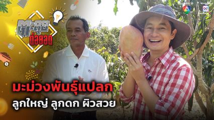 ตะลุยต่อยอด : มะม่วงพันธุ์แปลก ลูกใหญ่ ลูกดก ผิวสวย