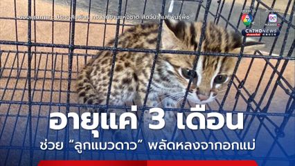 อายุแค่ 3 เดือน ช่วย “ลูกแมวดาว” พลัดหลงจากอกแม่