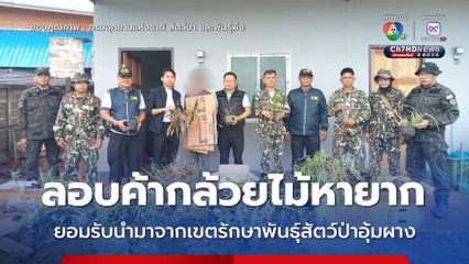 ลอบค้ากล้วยไม้ป่าหายาก ยอมรับนำมาจากเขตรักษาพันธุ์สัตว์ป่าอุ้มผาง
