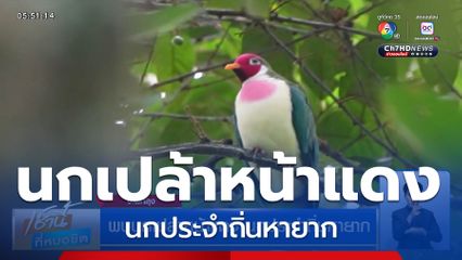 พบนกเปล้าหน้าแดง นกประจำถิ่นหายาก