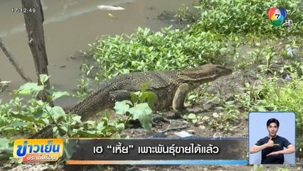 เฮ เหี้ย เพาะพันธุ์ขายได้แล้ว