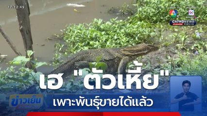 เฮ เหี้ย เพาะพันธุ์ขายได้แล้ว