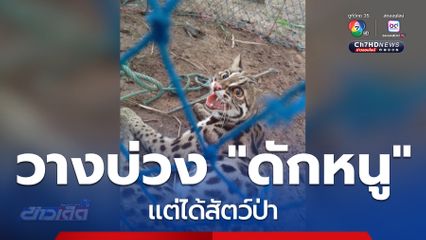 ดักหนู แต่ได้สัตว์ป่าหน้าตาคล้าย “เสือ”