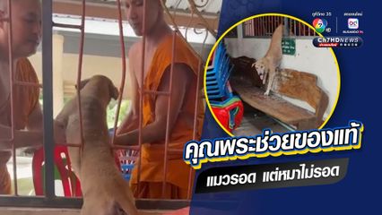 คุณพระช่วยของแท้ เจ้าบุญรอด น้องหมาประจำวัด ติดลูกกรงเหล็กดัดบนศาลาออกไม่ได้