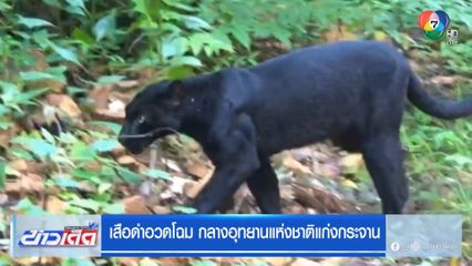 เสือดำอวดโฉม กลางอุทยานแห่งชาติแก่งกระจาน