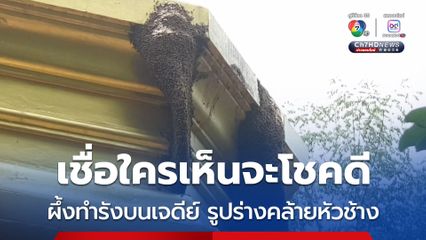 เชื่อใครเห็นจะโชคดี ผึ้งทำรังบนเจดีย์ รูปร่างคล้ายหัวช้าง