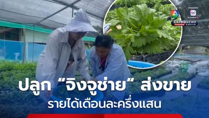 สาวอ่างทอง ปลูกจิงจูช่าย ส่งขายทั่วประเทศ สร้างรายได้เดือนละครึ่งแสน