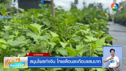 สมุนไพรทำเงิน โกยเดือนละเกือบแสนบาท