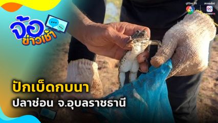 ปักเบ็ดกบนา ปลาช่อน จ.อุบลราชธานี