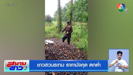 ชาวสวนระทม ราคามังคุดตกต่ำ
