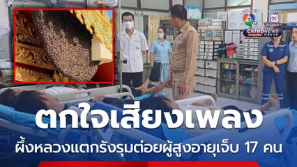 ตกใจเสียงเพลง ผึ้งหลวงแตกรังรุมต่อยผู้สูงอายุเจ็บ 17 คน