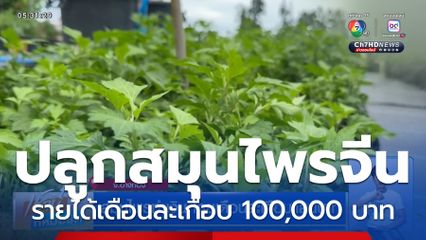 สมุนไพรทำเงิน โกยเดือนละเกือบแสนบาท