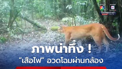 สุดทึ่ง ! เสือไฟเดินอวดโฉมผ่านกล้องในอุทยานฯเขาหลวง