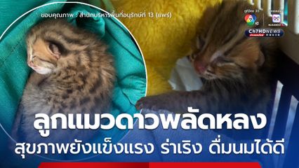 ลูกแมวดาวพลัดหลง สุขภาพยังแข็งแรง ร่าเริง ดื่มนมได้ดี