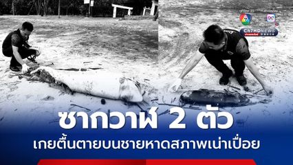 ซากวาฬ 2 ตัว เกยตื้นตายบนชายหาดสภาพเน่าเปื่อย