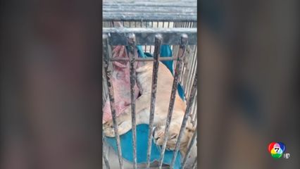 ปากีสถานยึดสิงโต 18 ตัว ลักลอบเลี้ยง หลังเกิดเหตุสิงโตหลุดทำร้ายคน