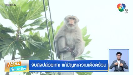 จับลิงปล่อยเกาะ แก้ปัญหาความเดือดร้อน