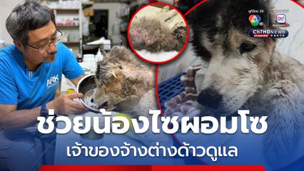 เร่งช่วยน้องหมาไซบีเรียนผอมโซอ่อนแรง เจ้าของอยู่ต่างประเทศ จ้างแรงงานต่างด้าวดูแล