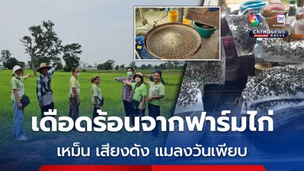 หมู่บ้านผลิตข้าวเม่าส่งออกเดือดร้อนหนักจากฟาร์มไก่ เสียงดัง ส่งกลิ่นเหม็น เป็นแหล่งเพาะแมลงวัน