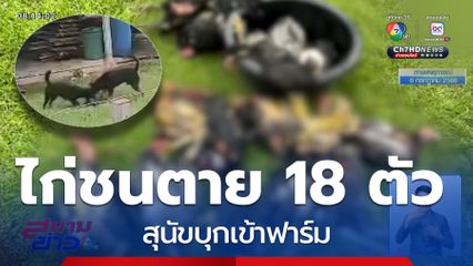 ข่มใจ ! ไม่เอาเรื่อง ฝูงสุนัขกัดไก่ชนตาย 18 ตัว