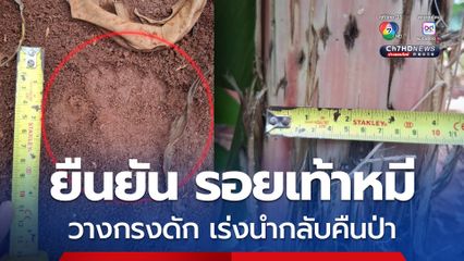 วางกรงดัก เร่งนำกลับคืนป่า ยืนยันพบรอยเท้าหมีใน อ.เสิงสาง