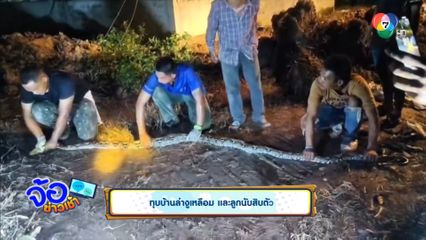 ทุบบ้านล่างูเหลือม และลูกนับสิบตัว