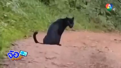 เสือดำอวดโฉม กลางอุทยานแห่งชาติแก่งกระจาน