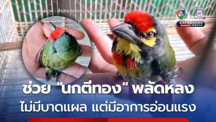 ช่วย “นกตีทอง” พลัดหลง ไม่มีบาดแผล แต่มีอาการอ่อนแรง