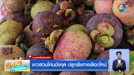 ชาวสวนโค่นมังคุด ปลูกพืชทางเลือกใหม่