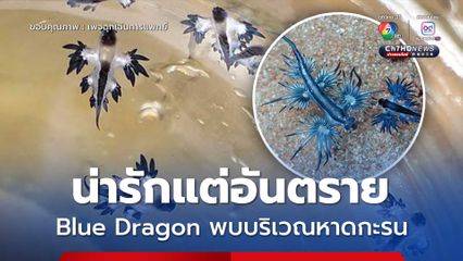 บูลดรากอน มีผู้พบเห็นที่หาดกะรน อันตรายห้ามจับเด็ดขาด
