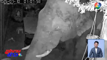 พลายเบี่ยงเล็ก บุกร้านชำกลางดึก จ.นครราชสีมา