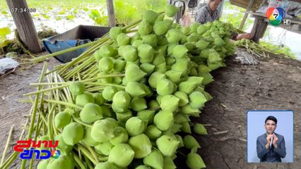 บัว ปลูกครั้งเดียว เก็บขายได้ทั้งปี จ.ขอนแก่น