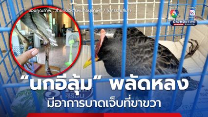 “นกอีลุ้ม” พลัดหลง มีอาการบาดเจ็บที่ขาขวา