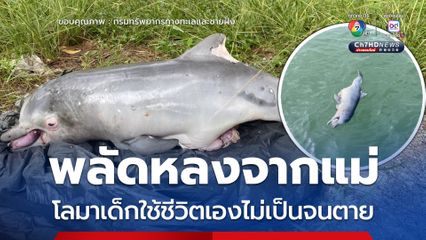 โลมาเด็กพลัดหลงจากแม่ ใช้ชีวิตเองไม่เป็นจนตาย