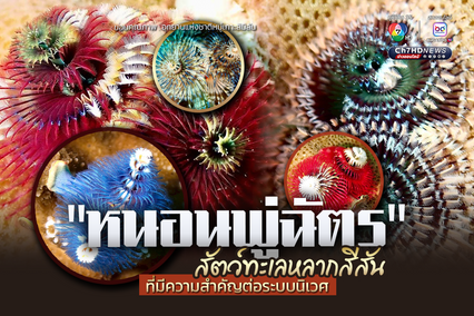 “หนอนพู่ฉัตร” สัตว์ทะเลหลากสีสัน ที่มีความสำคัญต่อระบบนิเวศ