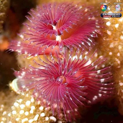 “หนอนพู่ฉัตร” สัตว์ทะเลหลากสีสัน ที่มีความสำคัญต่อระบบนิเวศ