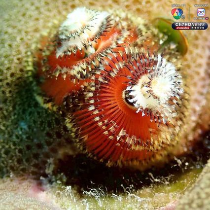 “หนอนพู่ฉัตร” สัตว์ทะเลหลากสีสัน ที่มีความสำคัญต่อระบบนิเวศ