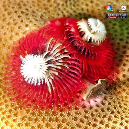 “หนอนพู่ฉัตร” สัตว์ทะเลหลากสีสัน ที่มีความสำคัญต่อระบบนิเวศ