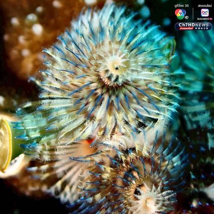 “หนอนพู่ฉัตร” สัตว์ทะเลหลากสีสัน ที่มีความสำคัญต่อระบบนิเวศ