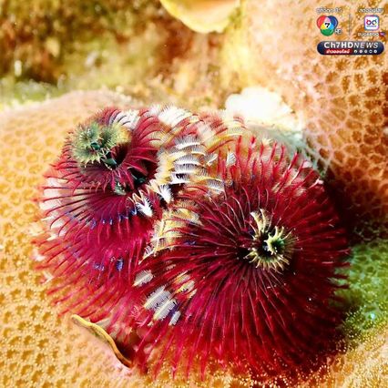 “หนอนพู่ฉัตร” สัตว์ทะเลหลากสีสัน ที่มีความสำคัญต่อระบบนิเวศ