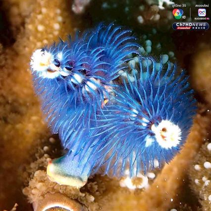 “หนอนพู่ฉัตร” สัตว์ทะเลหลากสีสัน ที่มีความสำคัญต่อระบบนิเวศ