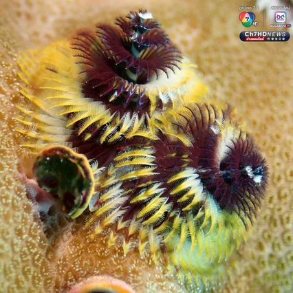 “หนอนพู่ฉัตร” สัตว์ทะเลหลากสีสัน ที่มีความสำคัญต่อระบบนิเวศ