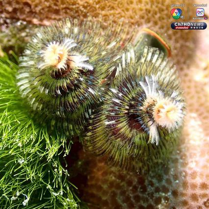 “หนอนพู่ฉัตร” สัตว์ทะเลหลากสีสัน ที่มีความสำคัญต่อระบบนิเวศ