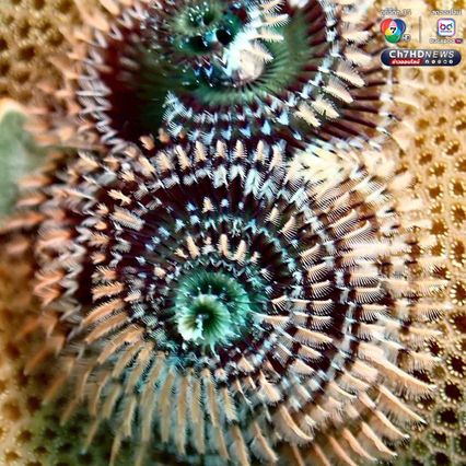 “หนอนพู่ฉัตร” สัตว์ทะเลหลากสีสัน ที่มีความสำคัญต่อระบบนิเวศ